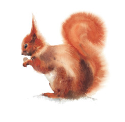 Squirrel rodent cute animal watercolor painting illustration isolated on white background - 329195165