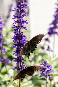 Palamedes Swallowtail Butterfly, Papilio Palamedes