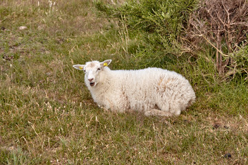 Obraz premium Sheep graze on the northern part of Hammeren peninsula, Bornholm island, Denmark..