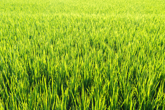 Lush, green, backlit, detail, field of rice, rural Bangladesh, India, Asia