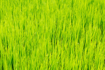 Bright green, backlit, detail, field of rice, rural Bangladesh, India, Asia