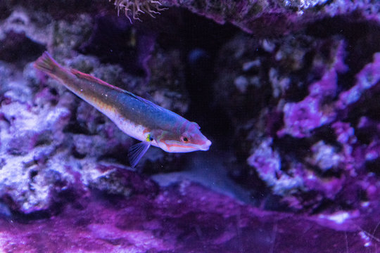 Rainbow wrasse Halichoeres pictus fish
