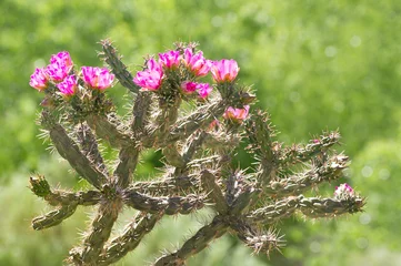 Deurstickers Cholla Cactus © Rob Atkins