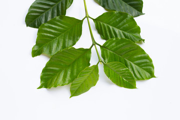 Fresh coffee leaves on white background.