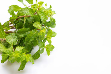 Fresh  mint leaves on white background.