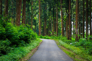 the road in the middle of the forest between dense tree