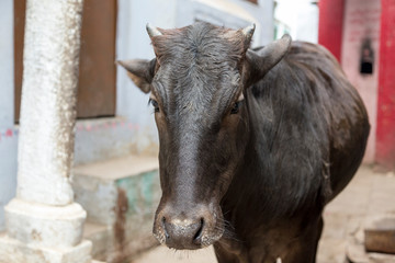 Sacred black cow looking at the camera in a narrow street in Varanasi, India