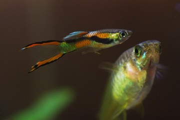 young female of freshwater aquarium fish endler guppy, followed by vibrant neon glowing coloured male, spawning courtship, nature aquarium with healthy inhabitants