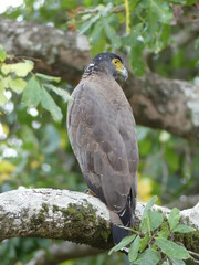 Crested serpent eagle, Sri Lanka