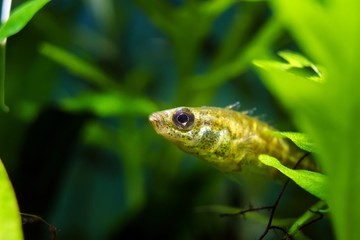 ninespine stickleback, Pungitius pungitius, freshwater wild fish, domesticated in European biotope aquarium, watches from its shelter for prey, side view in nature planted design