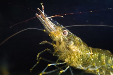 bright, active funny pet - Baltic prawn, saltwater decapod crustacean macro image of head with...