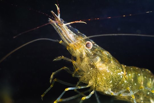 bright, active funny pet - Baltic prawn, saltwater decapod crustacean macro image of head with periopod and antennas in nature Black Sea marine biotope aquarium
