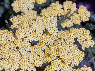 Achillea filipendulina, known as fernleaf yarrow, milfoil or nosebleed - Asian species of flowering plant in the sunflower family