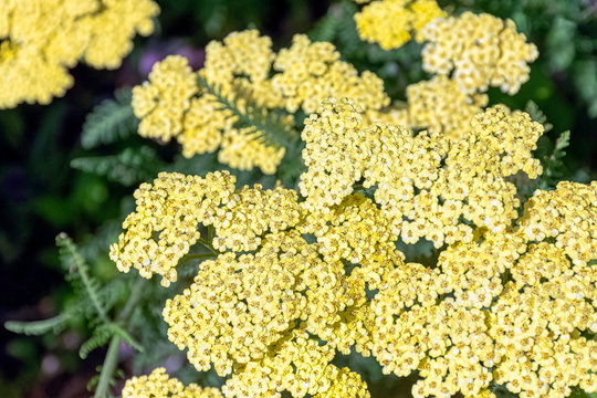 Achillea filipendulina, known as fernleaf yarrow, milfoil or nosebleed - Asian species of flowering plant in the sunflower family