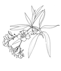 graphic black and white linear drawing oleander sprig with flowers and leaves