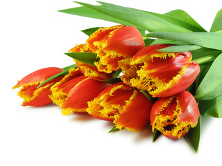 Spring bouquet of red-yellow terry tulips isolated on white background  