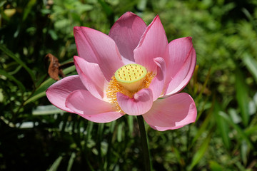 The beautiful bright pink LOTUS flower - Nelumbo Nucifera - Lotus is the sacred plant in Buddhism