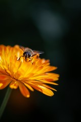 Bee on sunflower 
