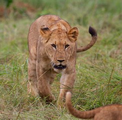 Plakat African Lion stalking it's prey