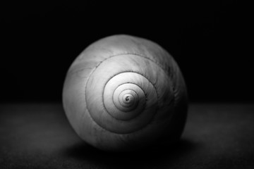 Sea shell creative front view in black and white showing lines and textures. Fine art