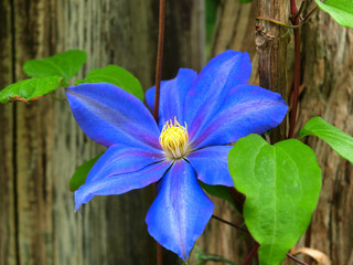 Blue clematis with a green background