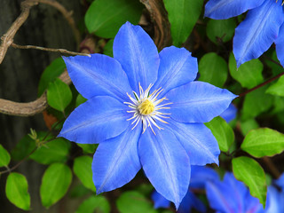 Blue clematis with a green background