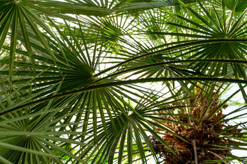 Palms leaves green background. nature abstract texture