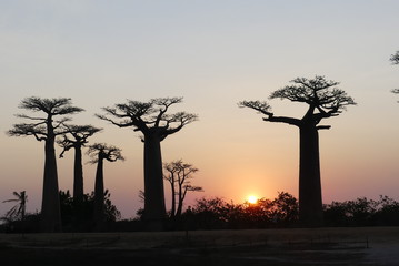 Fototapeta na wymiar Baobab Alley at sunrise, Madagascar