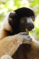 Close-up of golden sifaka, Madagascar