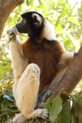 Golden Sifaka, Madagascar