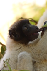 Fototapeta premium Golden Sifaka baby, Madagascar