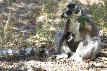 Ring-tailed lemur with baby, Madagascar