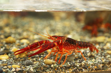 アメリカザリガニ