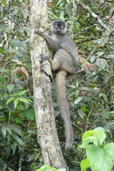 brown lemur climbing tree, Madagascar