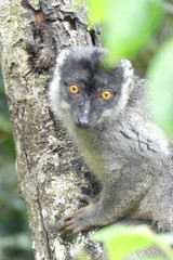 Brown lemur, Madagascar