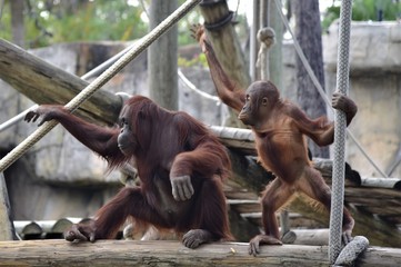 Mother and baby orangutan are looking bored