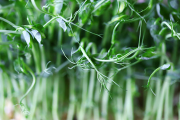 Selective focus. Micro greens in a pot. Sprouts of green peas. Super food.