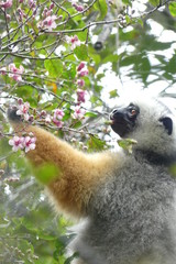 Diademed sifaka, Madagascar