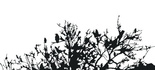 Crows are sitting on tree branches. Black-white silhouette. Raven. Vector illustration. 