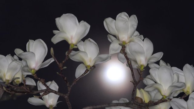 Tokyo,Japan-March 9, 2020: White magnolia and the moon in the spring night