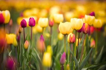 Rolgordijnen tulip field © Samantha