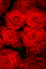 fresh red roses isolated on a black background. Greeting card with roses