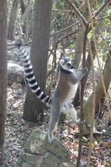 Standing ring-tailed lemur, Madagascar