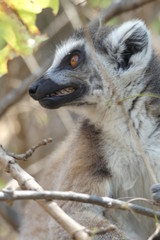 Grimacing lemur, Madagascar