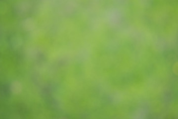 Abstract green nature bokeh background. Spring background.