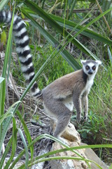 Ring-tailed lemur, Madagascar