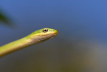 Green Please