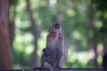 可愛いサル