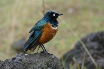 Superb starling, Serengeti, Tanzania