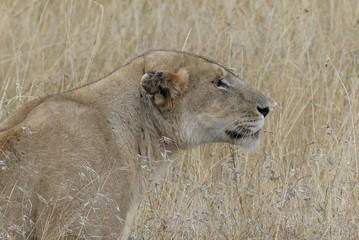 Lioness, Serengeti, Tanzania